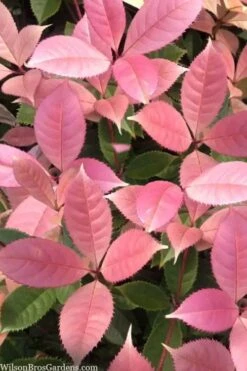 Noble Lady Tea Olive - 7 Gallon Pot (3-4')