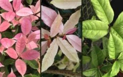 Noble Lady Tea Olive - 7 Gallon Pot (3-4') -Wilson Bros Gardens osmanthus fragrans quinnan guifei noble lady tea olive 4