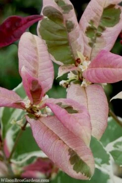 Pink Flush Variegated Tea Olive (Osmanthus Fragrans 'Yinbi Shuanghui') - Quart Pot -Wilson Bros Gardens osmanthus frangrans yinbi shuangui variegated tea olive 10 5