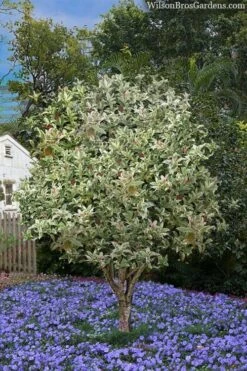 Pink Flush Variegated Tea Olive (Osmanthus Fragrans 'Yinbi Shuanghui') - 6 Pack Of Quart Pots -Wilson Bros Gardens osmanthus frangrans yinbi shuangui variegated tea olive 8 4