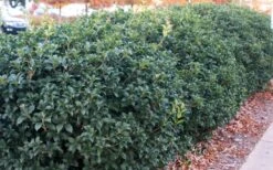 Fruitland's Fortune Tea Olive (Fragrant Osmanthus) - 3 Gallon Pot -Wilson Bros Gardens osmanthus fruitlands fortune tea olive 4