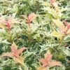 Goshiki Osmanthus (Variegated False Holly) - 2 Gallon Pot -Wilson Bros Gardens osmanthus goshiki 23 1