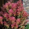 Party Lights Pink Flush Tea Olive - Osmanthus Heterophyllus - 1 Gallon Pot 1 Party Lights Pink Flush Tea Olive - Osmanthus Heterophyllus - 1 Gallon Pot -Wilson Bros Gardens osmanthus heterophyllus party lights tea olive 102 4