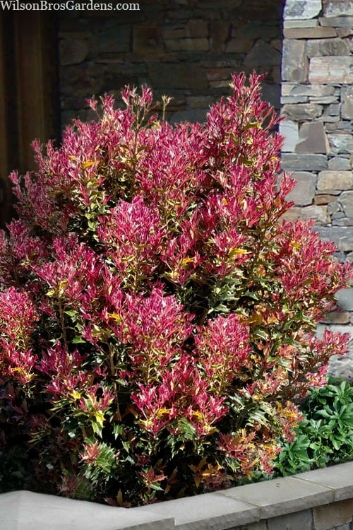 Party Lights Pink Flush Tea Olive - Osmanthus Heterophyllus - 1 Gallon Pot 3 Party Lights Pink Flush Tea Olive - Osmanthus Heterophyllus - 1 Gallon Pot
