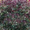 Purple Leaf Tea Olive (Osmanthus Heterophyllus 'Purpurea') - 1 Gallon Pot -Wilson Bros Gardens osmanthus heterophyllus purpurea purple leaf tea olive 12