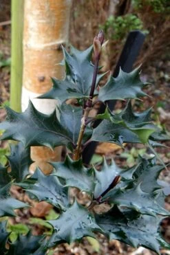 Purple Leaf Tea Olive (Osmanthus Heterophyllus 'Purpurea') - 1 Gallon Pot 14 Purple Leaf Tea Olive (Osmanthus Heterophyllus 'Purpurea') - 1 Gallon Pot -Wilson Bros Gardens osmanthus heterophyllus purpurea purple leaf tea olive 7