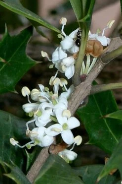 Purple Leaf Tea Olive (Osmanthus Heterophyllus 'Purpurea') - 1 Gallon Pot 15 Purple Leaf Tea Olive (Osmanthus Heterophyllus 'Purpurea') - 1 Gallon Pot -Wilson Bros Gardens osmanthus heterophyllus purpurea purple leaf tea olive 8