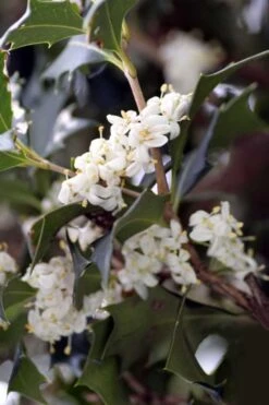 Purple Leaf Tea Olive (Osmanthus Heterophyllus 'Purpurea') - 1 Gallon Pot 13 Purple Leaf Tea Olive (Osmanthus Heterophyllus 'Purpurea') - 1 Gallon Pot -Wilson Bros Gardens osmanthus heterophyllus purpurea purple leaf tea olive 9