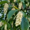 American Hop Hornbeam (Ostrya Virginiana) - 1 Gallon Pot -Wilson Bros Gardens ostrya virginiana hophornbeam tree 3 1