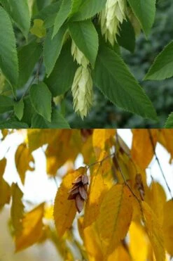 American Hop Hornbeam (Ostrya Virginiana) - 3 Pack Of 1.5 Quart Pots -Wilson Bros Gardens ostrya virginiana hophornbeam tree 7