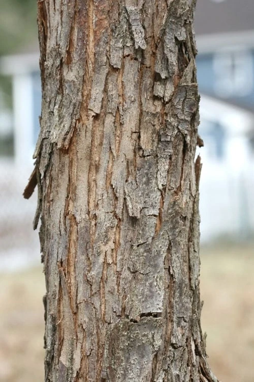 American Hop Hornbeam (Ostrya Virginiana) - 1 Gallon Pot 10 American Hop Hornbeam (Ostrya Virginiana) - 1 Gallon Pot - Image 8