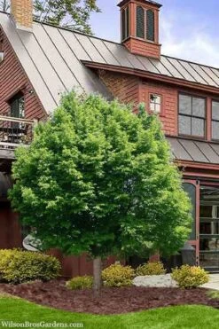 American Hop Hornbeam (Ostrya Virginiana) - 1 Gallon Pot 13 American Hop Hornbeam (Ostrya Virginiana) - 1 Gallon Pot -Wilson Bros Gardens ostrya virginiana hophornbeam tree 9 1