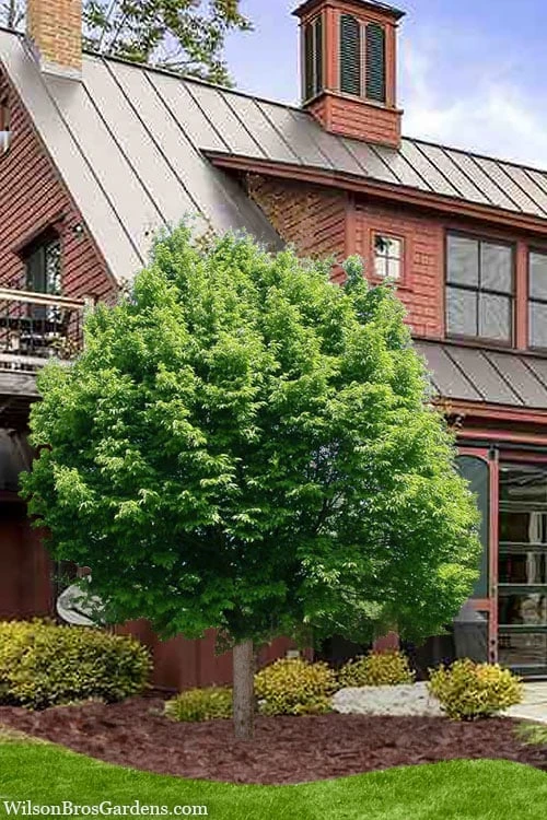 American Hop Hornbeam (Ostrya Virginiana) - 1 Gallon Pot 6 American Hop Hornbeam (Ostrya Virginiana) - 1 Gallon Pot - Image 4