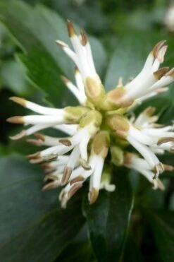 Pachysandra - Japanese Spurge - 18 Count Flat Of Pint Pots -Wilson Bros Gardens pachysandra terminalis japanese spurge 109