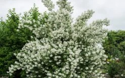 Blizzard Mock Orange (Philadelphus) - 1 Gallon Pot -Wilson Bros Gardens philadelphus lewisii blizzard mock orange 3