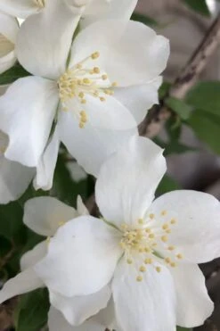 Blizzard Mock Orange (Philadelphus) - 1 Gallon Pot -Wilson Bros Gardens philadelphus lewisii blizzard mock orange 5