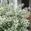 Blizzard Mock Orange (Philadelphus) - 1 Gallon Pot 2 Blizzard Mock Orange (Philadelphus) - 1 Gallon Pot -Wilson Bros Gardens philadelphus lewisii blizzard mock orange 8