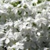 White Creeping Phlox - 1 Gallon Pot -Wilson Bros Gardens phlox subulata white 1