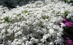 White Creeping Phlox - 1 Gallon Pot 9 White Creeping Phlox - 1 Gallon Pot -Wilson Bros Gardens phlox subulata white 2