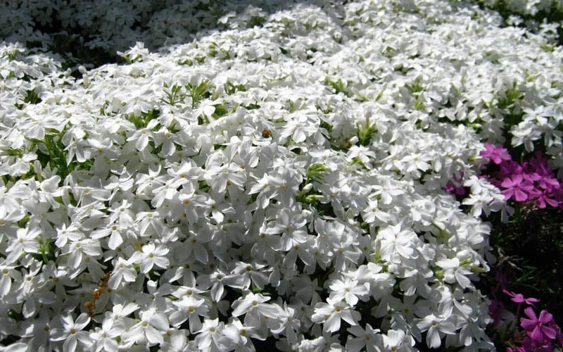 White Creeping Phlox - 1 Gallon Pot 6 White Creeping Phlox - 1 Gallon Pot - Image 4