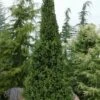 Cupressina Columnar Norway Spruce (Picea Abies) - 5 Gallon Pot -Wilson Bros Gardens picea abies cupressina columnar norway spruce 10