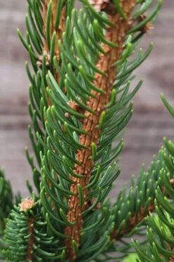 Cupressina Columnar Norway Spruce (Picea Abies) - 5 Gallon Pot -Wilson Bros Gardens picea abies cupressina columnar norway spruce 2