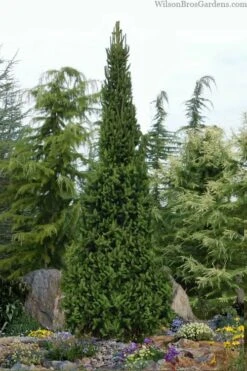 Cupressina Columnar Norway Spruce (Picea Abies) - 5 Gallon Pot -Wilson Bros Gardens picea abies cupressina columnar norway spruce 6