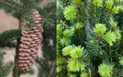 Cupressina Columnar Norway Spruce (Picea Abies) - 5 Gallon Pot -Wilson Bros Gardens picea abies cupressina columnar norway spruce 7