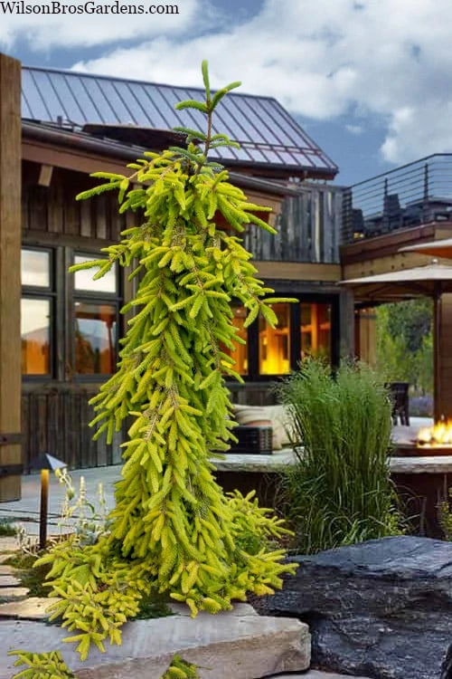 Gold Drift Weeping Norway Spruce (Picea Abies) - 2 Gallon Pot 3 Gold Drift Weeping Norway Spruce (Picea Abies) - 2 Gallon Pot