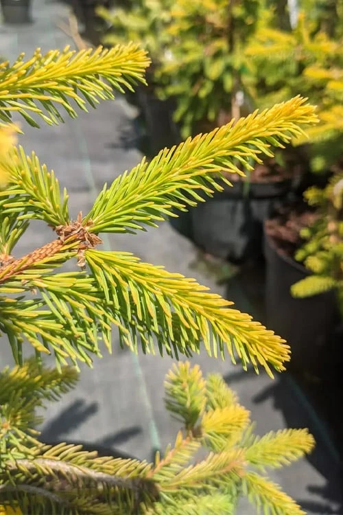 Gold Drift Weeping Norway Spruce (Picea Abies) - 2 Gallon Pot 6 Gold Drift Weeping Norway Spruce (Picea Abies) - 2 Gallon Pot - Image 4