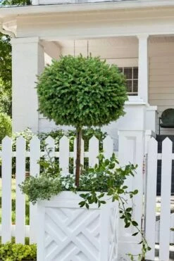 Little Gem Dwarf Norway Spruce Tree (Single Trunk) - 2 Gallon Pot 11 Little Gem Dwarf Norway Spruce Tree (Single Trunk) - 2 Gallon Pot -Wilson Bros Gardens picea abies little gem dwarf norway spruce tree 5