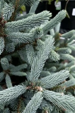 Paul's Select Blue Norway Spruce (Picea Abies) - 5 Gallon Pot 11 Paul's Select Blue Norway Spruce (Picea Abies) - 5 Gallon Pot -Wilson Bros Gardens picea abies pauls select norway spruce 1