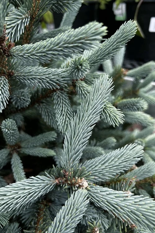 Paul's Select Blue Norway Spruce (Picea Abies) - 5 Gallon Pot 7 Paul's Select Blue Norway Spruce (Picea Abies) - 5 Gallon Pot - Image 5