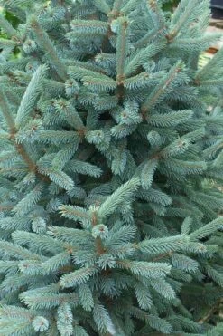 Paul's Select Blue Norway Spruce (Picea Abies) - 5 Gallon Pot 10 Paul's Select Blue Norway Spruce (Picea Abies) - 5 Gallon Pot -Wilson Bros Gardens picea abies pauls select norway spruce 2