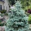 Paul's Select Blue Norway Spruce (Picea Abies) - 5 Gallon Pot -Wilson Bros Gardens picea abies pauls select norway spruce 3