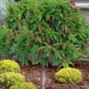Pusch Dwarf Norway Spruce Topiary Tree - 3 Gallon Pot -Wilson Bros Gardens picea abies pusch dwarf norway spruce single trunk topiary 2