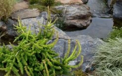 Well's Emerald Creeper Norway Spruce - 3 Gallon Pot -Wilson Bros Gardens picea abies wells emerald spreader 3