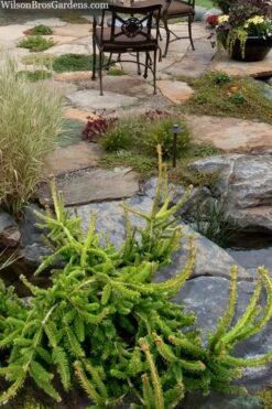 Well's Emerald Creeper Norway Spruce - 3 Gallon Pot -Wilson Bros Gardens picea abies wells emerald spreader 4
