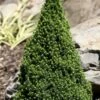 Pixie Miniature Dwarf Alberta Spruce - Quart Pot -Wilson Bros Gardens picea glauca pixie dwarf alberta spruce 2