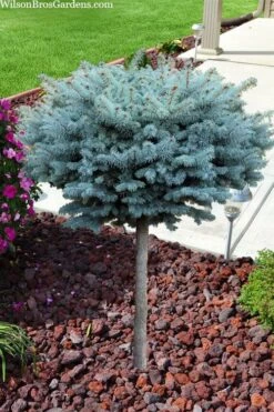 Dwarf Globe Blue Spruce Topiary Tree (Picea Pungens 'Globosa') - 5 Gallon Pot -Wilson Bros Gardens picea pungens glauca globosa dwarf globe colorado blue spruce topiary tree 2