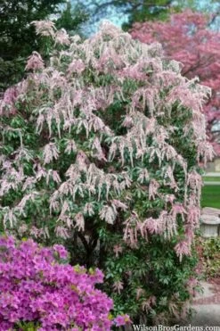 Dorothy Wycoff Pieris - 3 Gallon Pot -Wilson Bros Gardens pieris japonica dorothy wycoff 2
