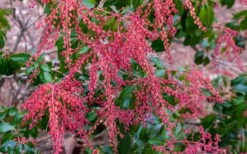 Dorothy Wycoff Pieris - 3 Gallon Pot -Wilson Bros Gardens pieris japonica dorothy wycoff 5