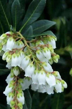 Southern Lady Pieris - 3 Gallon Pot -Wilson Bros Gardens pieris japonica southern lady 1