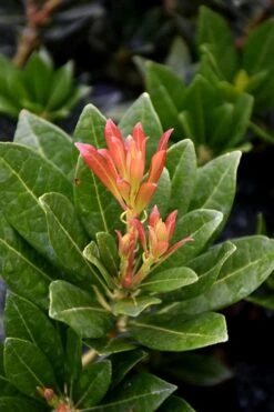 Southern Lady Pieris - 3 Gallon Pot -Wilson Bros Gardens pieris japonica southern lady 2