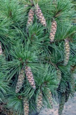 Coney Island White Pine - 2 Gallon Pot -Wilson Bros Gardens pinus strobus coney island white pine 11