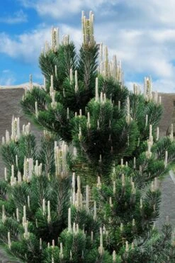 Kotobuki Japanese Black Pine (Pinus Thunbergii) - 1 Gallon Pot -Wilson Bros Gardens pinus thunbergii kotobuki japanese black pine 2