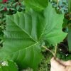 American Sycamore Tree - 3 Pack Of 1.5 Quart Pots -Wilson Bros Gardens platanus occidentalis american sycamore tree 7