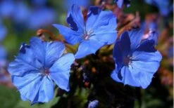 Hardy Blue Plumbago (Ceratostigma Plumbaginoides) - 5 Pack Of Quart Pots 12 Hardy Blue Plumbago (Ceratostigma Plumbaginoides) - 5 Pack Of Quart Pots -Wilson Bros Gardens plumbago hardy blue perennial