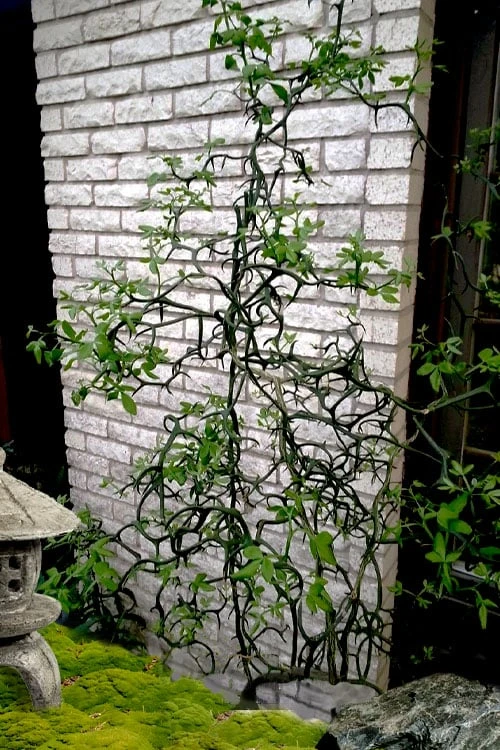 Flying Dragon Hardy Orange Tree - 7 Gallon Pot (3-4') 3 Flying Dragon Hardy Orange Tree - 7 Gallon Pot (3-4')