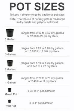 Florida Anise - Illicium Floridanum - 1 Gallon Pot 10 Florida Anise - Illicium Floridanum - 1 Gallon Pot -Wilson Bros Gardens pot size chart 2022 600